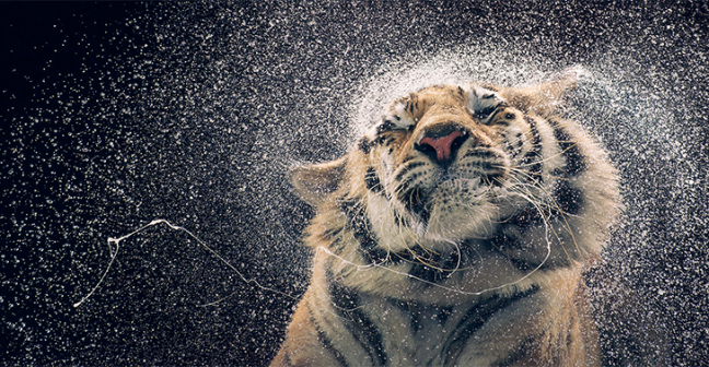 Picture of a tiger shaking water out of its fur.