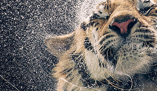Picture of a tiger shaking water out of its fur.