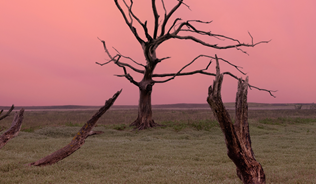 Marsh with leafless trees